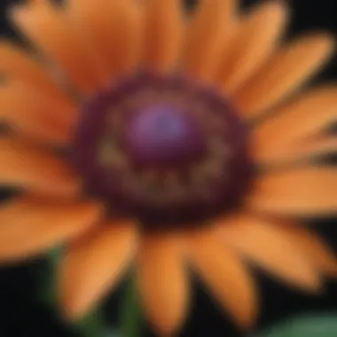 A close-up of a flower highlighting macro photography techniques.