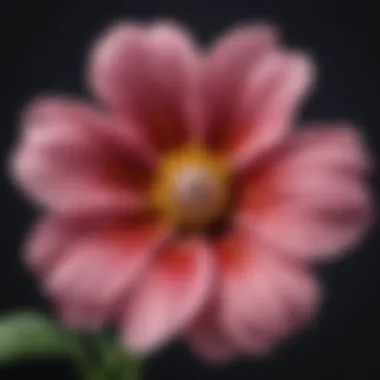 Close-up of a flower showcasing intricate details