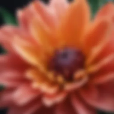 A close-up of a vibrant flower taken with a smartphone